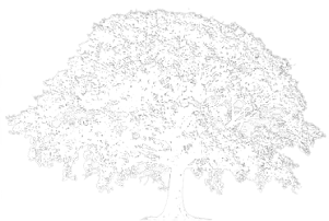 An oak tree watermark